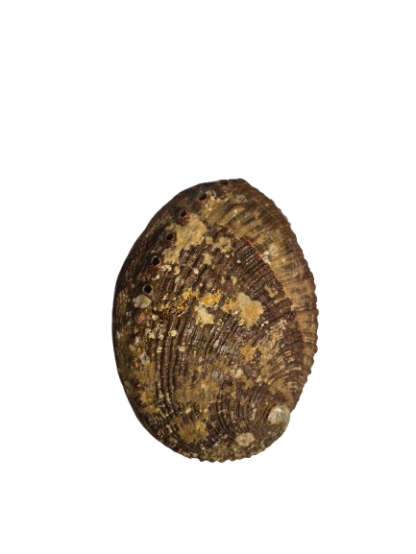 COQUILLE D'ORMEAU