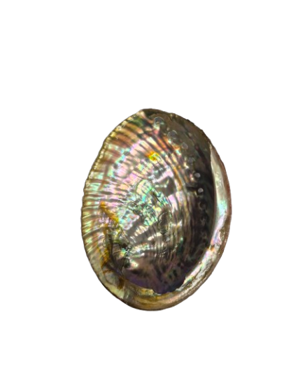 COQUILLE D'ORMEAU