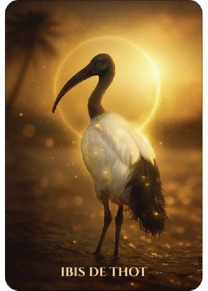 L'Oracle des animaux de lumière (28.00€ TTC)