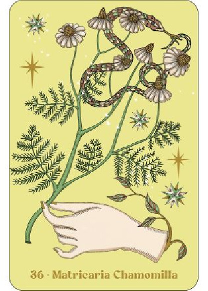 Herbarium (27.00€ TTC)