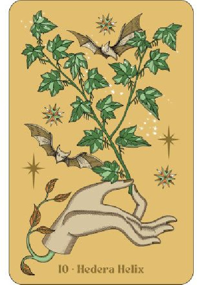 Herbarium (27.00€ TTC)